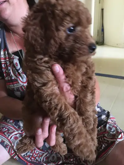 Purebred Tiny Toy Poodles!, View more