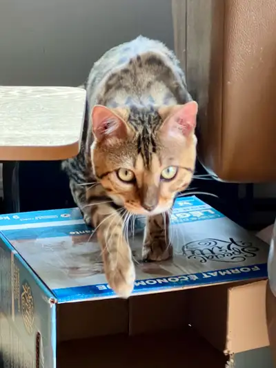 Venez rencontrer ce magnifique chaton Bengal! Il est très joueur et affectueux, et il cherche une fa...