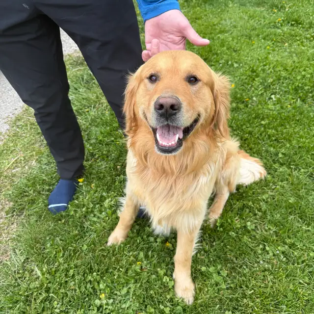 Purebred Golden Retrievers in Dogs & Puppies for Rehoming in Woodstock - Image 3