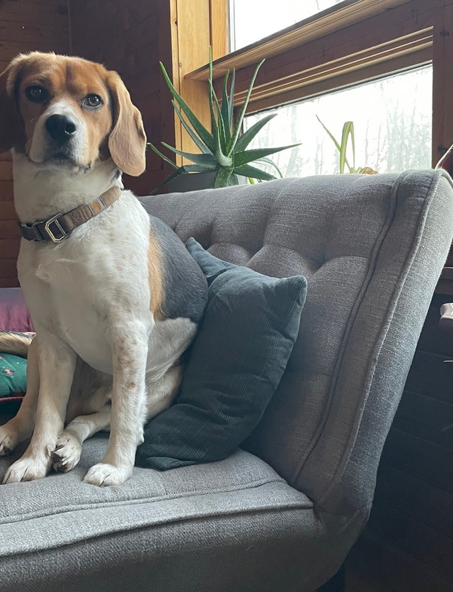 3yr Old Adult Male Beagle Dogs & Puppies for Rehoming Winnipeg Kijiji