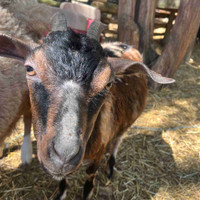 Goats- lamancha, Nigerian dwarf, and two half and half babies