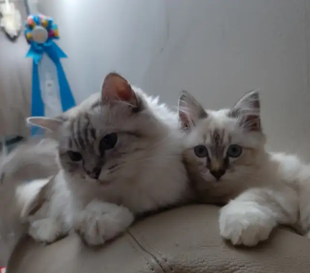 RARE Purebred Birman kittens