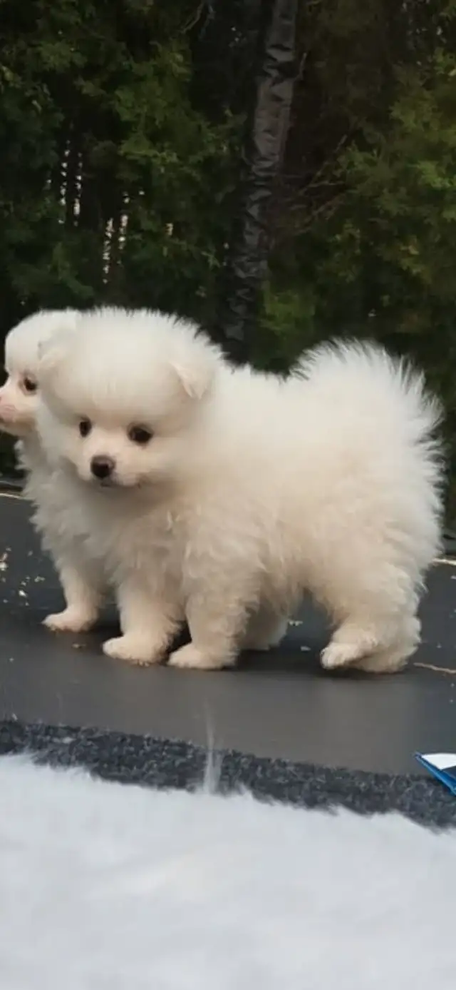5 Beautiful purebred Pomeranian puppies in Dogs & Puppies for Rehoming in Penticton - Image 6