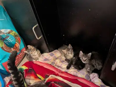 4 chatons adorables et espiègles, View more
