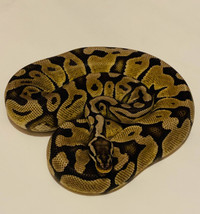 Female ball pythons