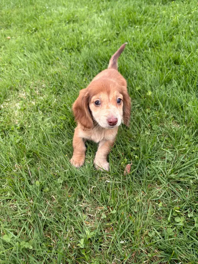 Mini Dachshund Puppies in Dogs & Puppies for Rehoming in Markham / York Region - Image 8