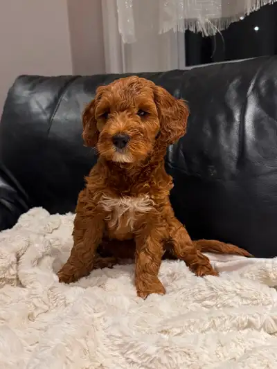 Mini red goldendoodle puppies, View more