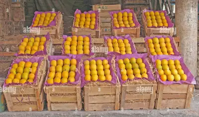 Last time this season, fresh Alphonso mango boxes(50Cad/dozen), View more