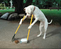 Dog Poop Yard Cleanup