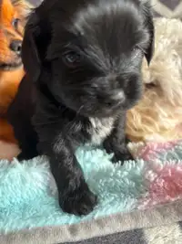 chihuahua x shihtzu poodle puppies for sale
