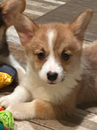 Awesome littles puppies ready for there new home . Only one black tie male available, one black tri...