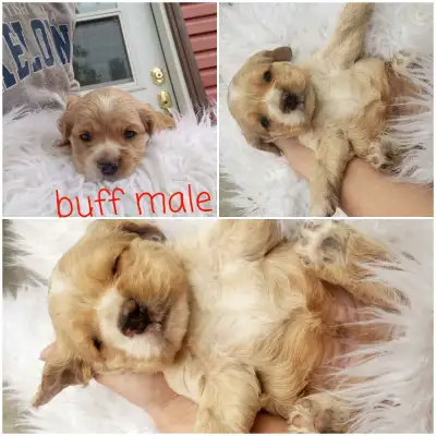 American cocker spaniel puppies, View more