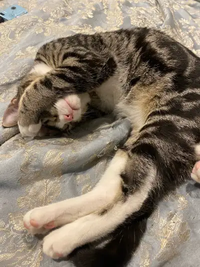 Exceptionally affectionate brothers, seeking loving home(s), View more