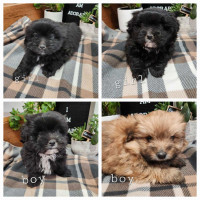 Sweet Shih Tzu Pomeranian puppies available!
