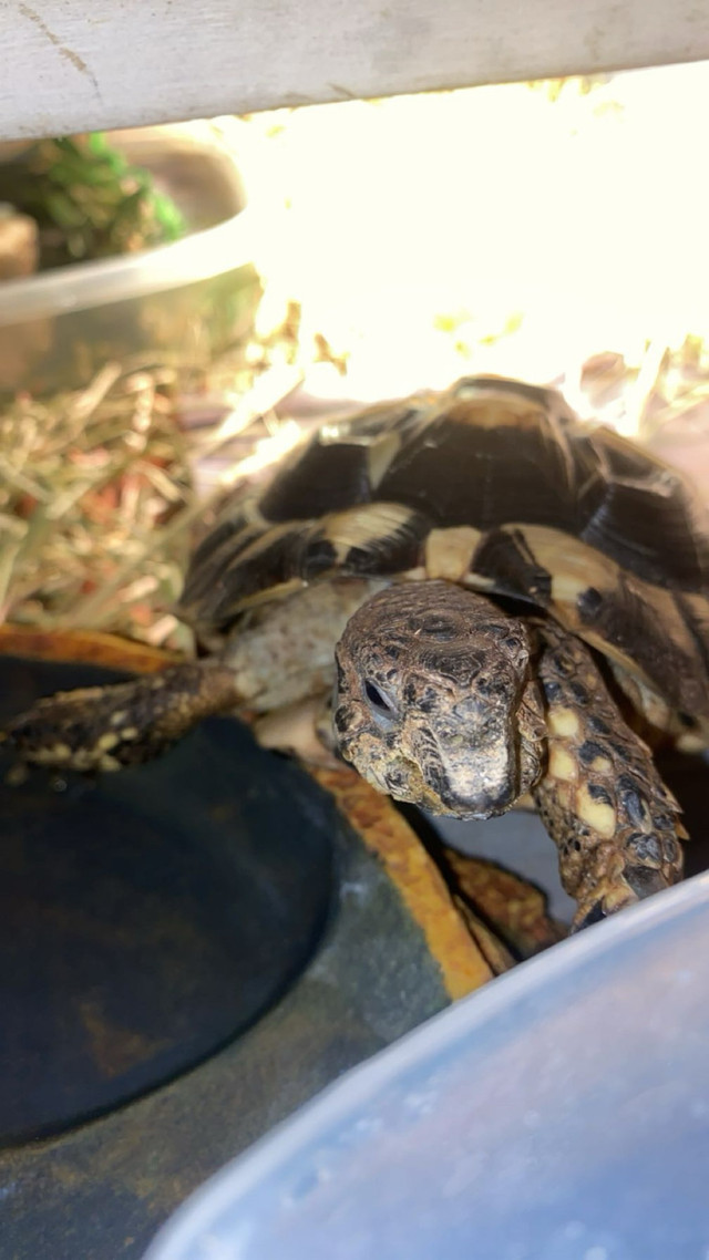 Tortoises for sale!  in Reptiles & Amphibians for Rehoming in Kamloops