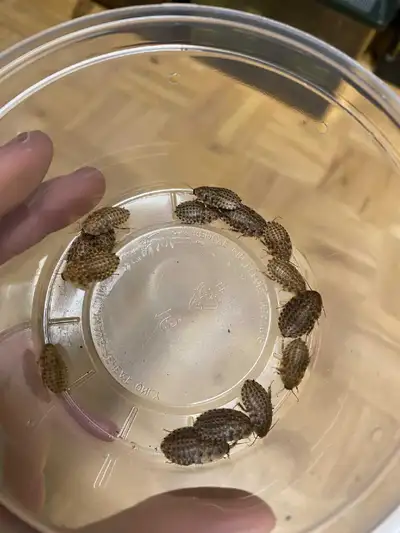 Discoid Roach Nymphs , View more