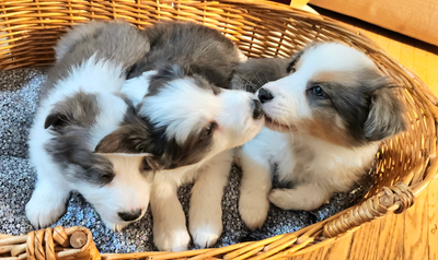 Tricolor Grey & Pirate Border Collie Puppies with chips, View more
