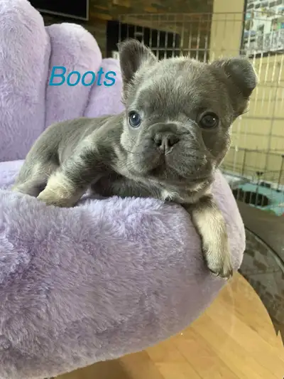 Mini Frenchies: Blue, Black, Fawn, Lilac Fluffy, View more
