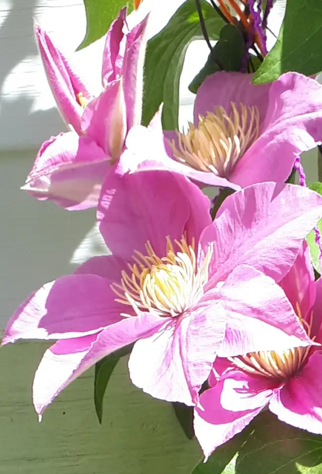 Interesting gardening work496776039577036801