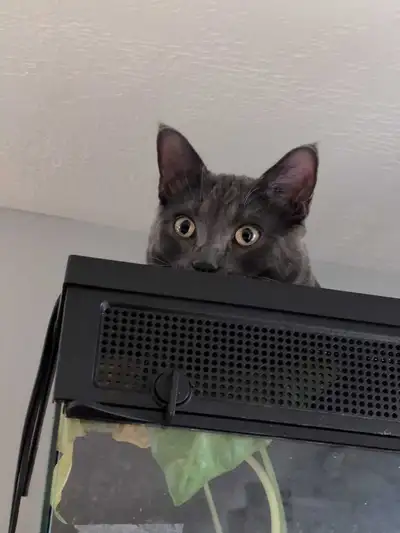 Maine Coon mix, View more