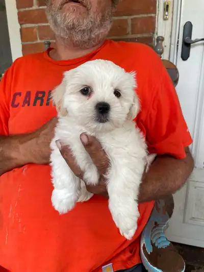Shih-Bichon -Shichon Puppies , View more