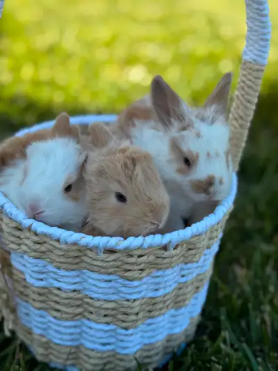 Pedigreed  English Angora Kits, View more