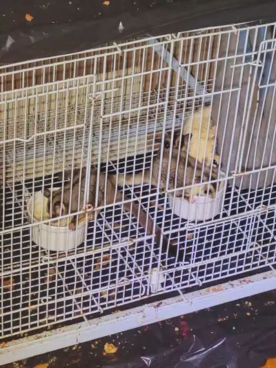 7 gliders [2 males and 5 females,] With free cages, accessories and water bottles Pick up at 55 fras...