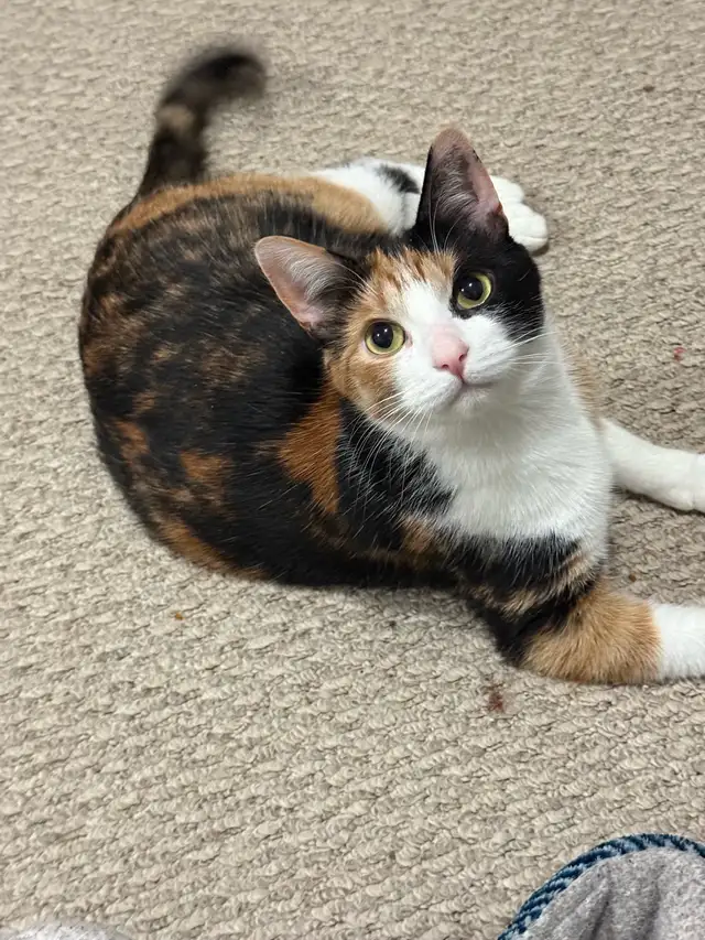 Sweet Calico Cat Looking for a Loving Home – Ottawa/Orléans