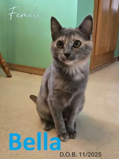 HARVEST SKY ANIMAL RESCUE - 17 ADOPTABLE KITTENS & CATS!, View more
