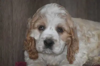 American Cocker Spaniel Males, View more