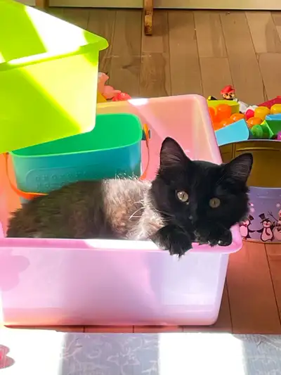 I’m looking to rehome my 5-month-old kitten Kevin to a loving home without small kids or other cats....
