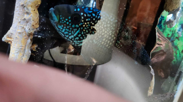 ABSOLUTELY  Stunning Male Jack Dempsey for sale $125 in Fish for Rehoming in Peterborough - Image 3