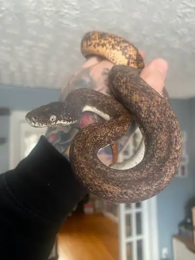 Savu Python for Trade, View more