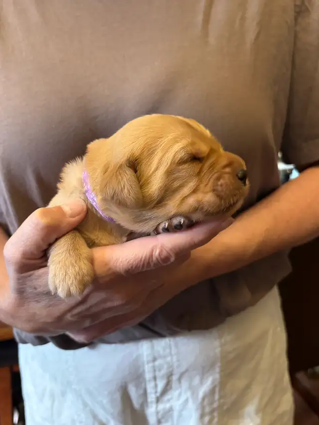 Golden Retriever Puppies in Dogs & Puppies for Rehoming in Owen Sound - Image 8