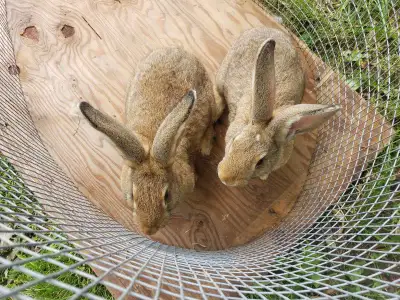 females bunnys for sale, View more