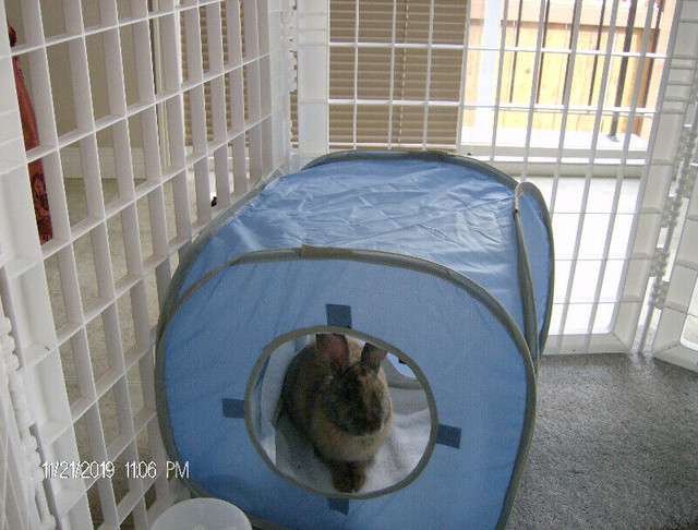 BUNNY ENCLOSURE - GET ON AMAZON in Small Animals for Rehoming in Calgary - Image 2