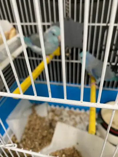One set of pallets parrots, View more