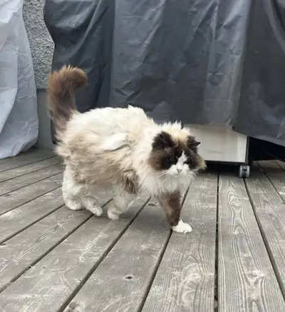 Ragdoll cat needs new home, View more