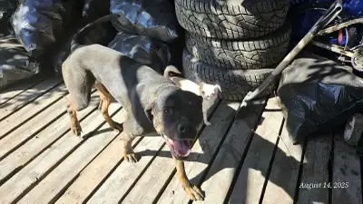 Urgent Home needed!!, View more