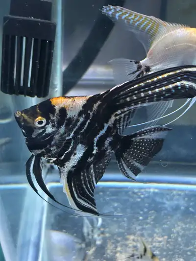 I’m switching my planted aquarium over to a discus tank and these are the final fish to go. I have t...