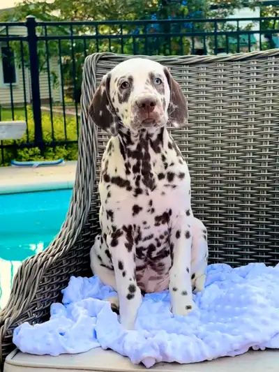 Chiot mâle Dalmatien (Dalmatian) éleveur éthique certifié, View more
