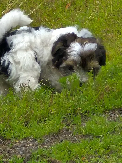 Beautiful  Morkie Puppies, View more