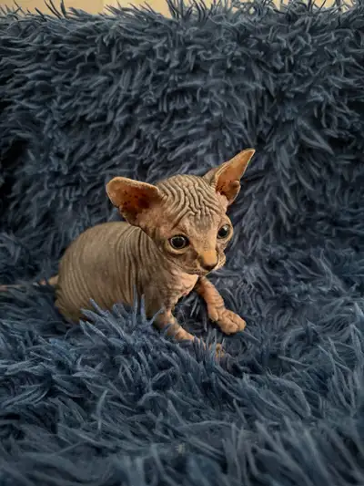 Sphynx Kittens Looking for Loving Homes , View more