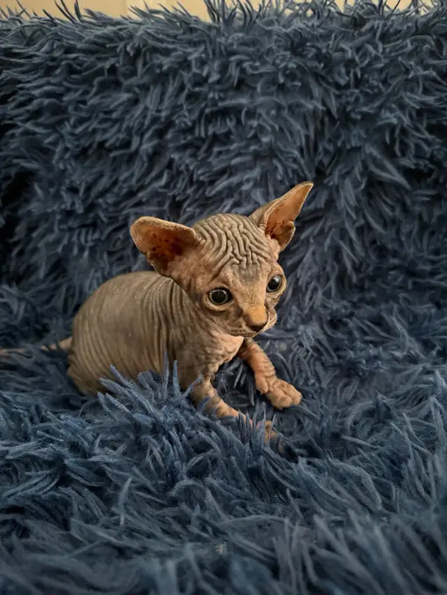 Sphynx Kittens Looking for Loving Homes  in Cats & Kittens for Rehoming in St. Albert - Image 2