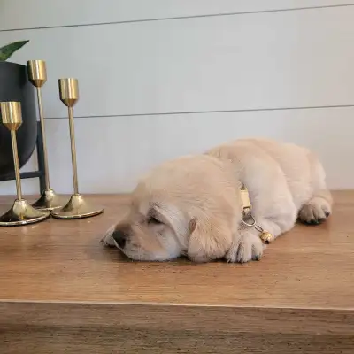 Goldador puppies, View more