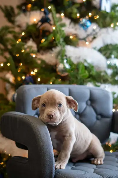 American bulldog puppies, View more