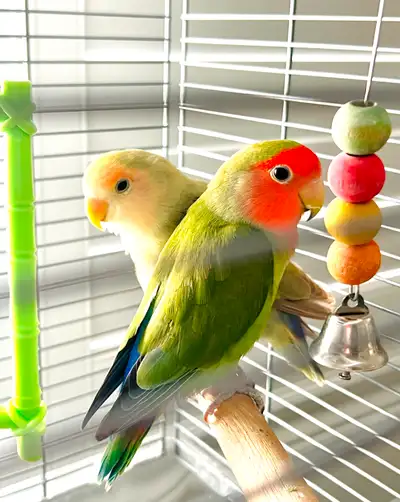 Unfortunately have to rehome my Lovebirds, named Peach & Mango as we are moving and cannot take them...