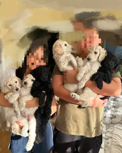 Beautiful Standard Poodle Puppies – Purebred, Intelligent, Famil, View more