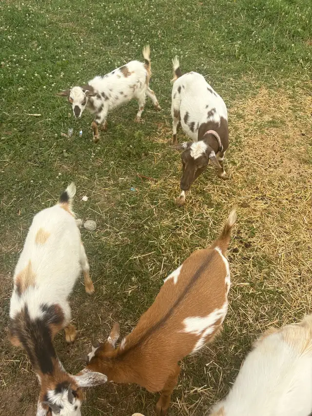  Nigerian dwarf  Doe in Livestock in Owen Sound - Image 4