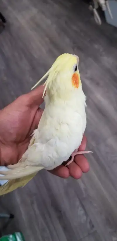 Cockatiel, View more